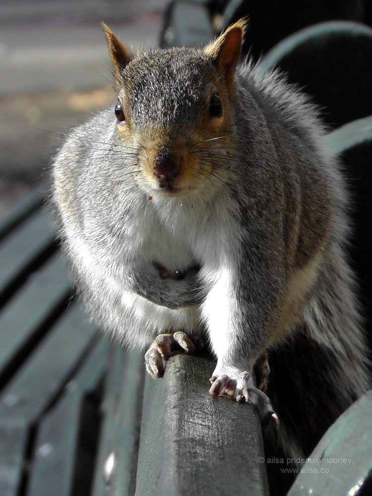 squirrel-bench.jpg