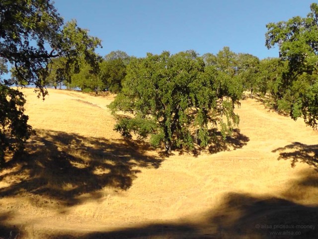 foliage leaves trees shadows northern california