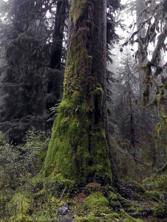 foggy rain forest hoh olympic penninsula washington hall mosses america us usa