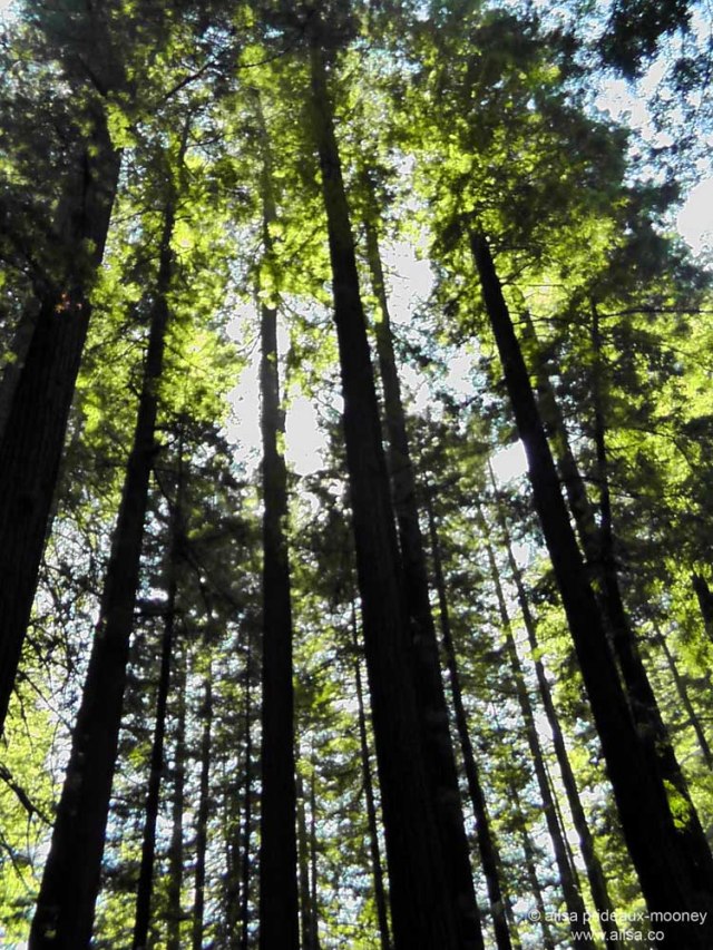 humboldt forest state park redwoods california