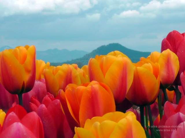skagit valley, tulip festival, tulips, flowers, nature, travel, photography, ailsa prideaux-mooney, washington tulip festival, roozengaarde