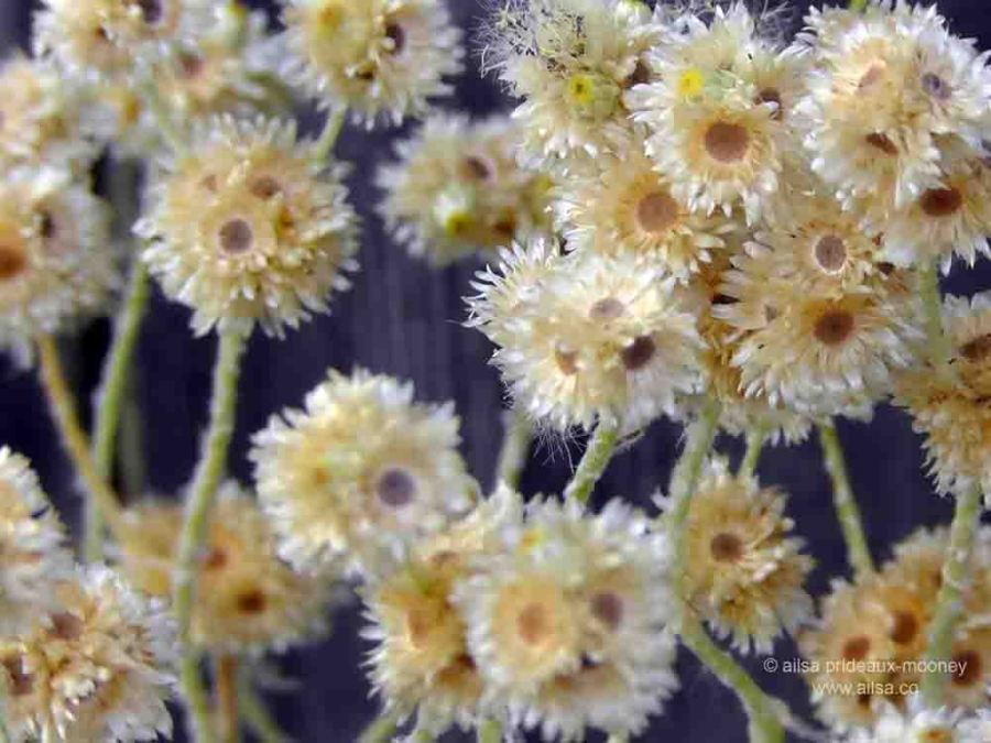 flower heads, seed heads, dry flowers, travel, travelogue, photography, ailsa prideaux-mooney